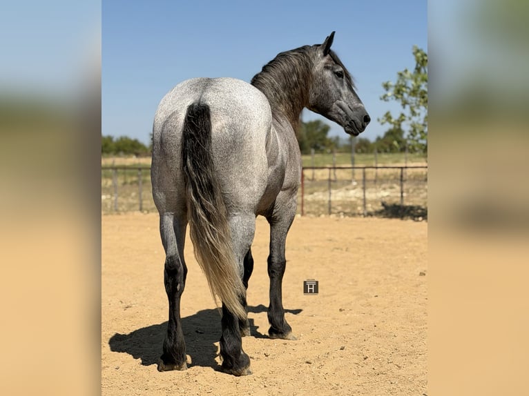 Arbeitspferd Mix Wallach 3 Jahre 173 cm Schimmel in Weatherford