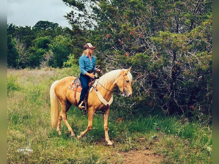Arbeitspferd Mix Wallach 3 Jahre Palomino in Jacksboro