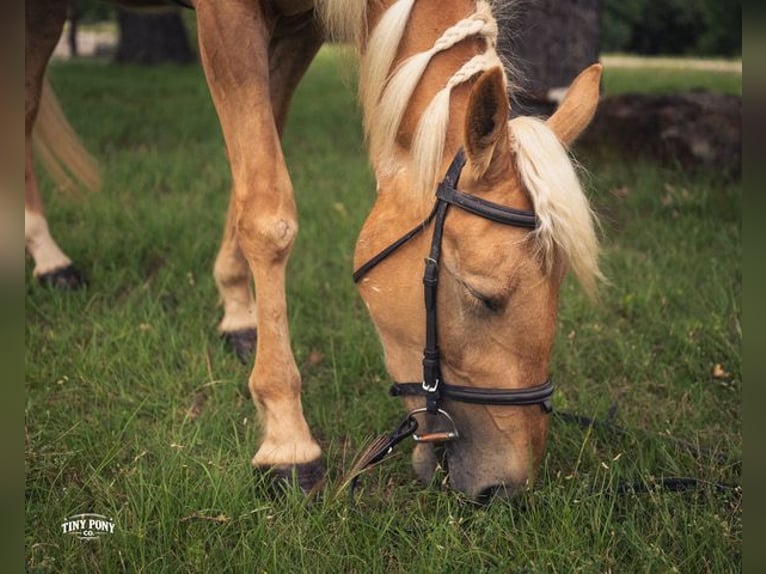 Arbeitspferd Mix Wallach 3 Jahre Palomino in Jacksboro