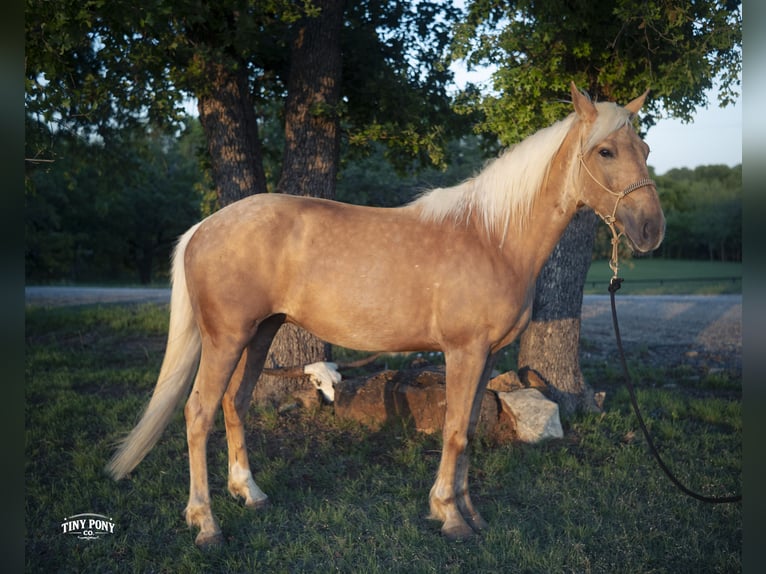 Arbeitspferd Mix Wallach 3 Jahre Palomino in Jacksboro