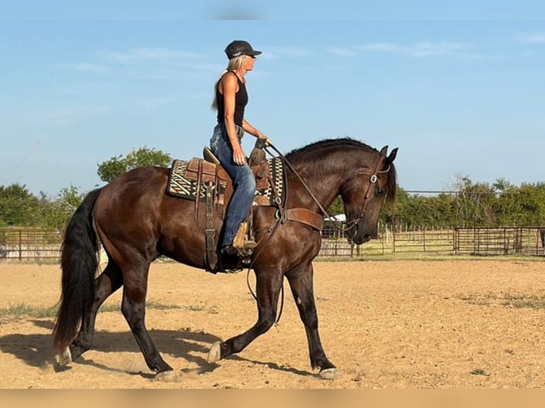 Arbeitspferd Mix Wallach 3 Jahre Rappe in Weatherford