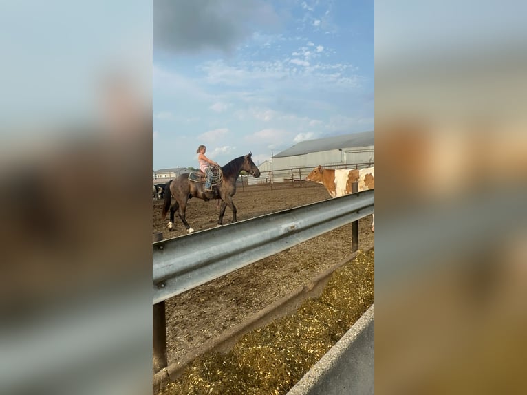 Arbeitspferd Mix Wallach 3 Jahre Roan-Blue in Sheldon