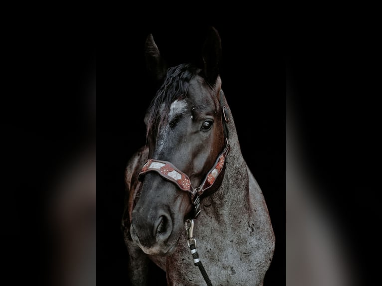 Arbeitspferd Mix Wallach 3 Jahre Roan-Blue in Sheldon