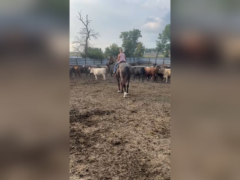 Arbeitspferd Mix Wallach 3 Jahre Roan-Blue in Sheldon