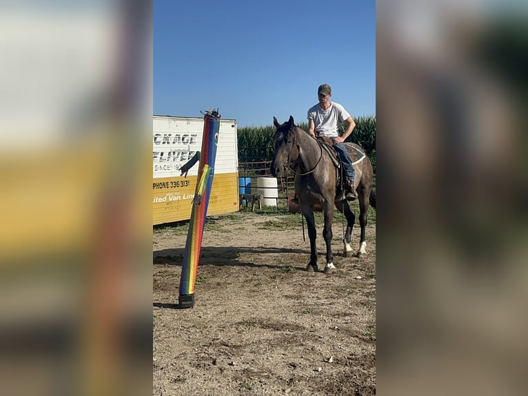 Arbeitspferd Mix Wallach 3 Jahre Roan-Blue in Sheldon