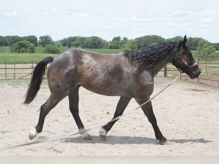 Arbeitspferd Mix Wallach 3 Jahre Roan-Blue in Sheldon