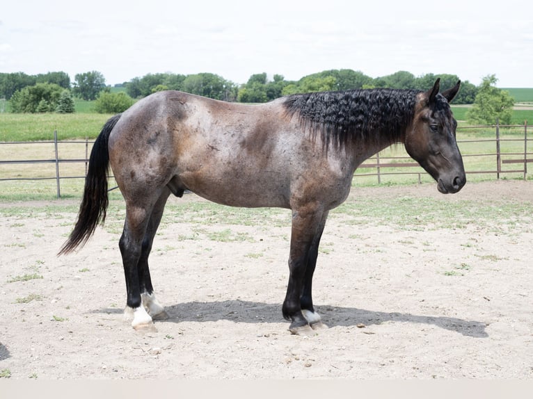 Arbeitspferd Mix Wallach 3 Jahre Roan-Blue in Sheldon