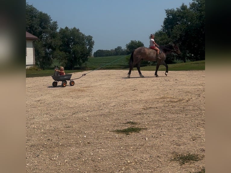 Arbeitspferd Mix Wallach 3 Jahre Roan-Blue in Sheldon