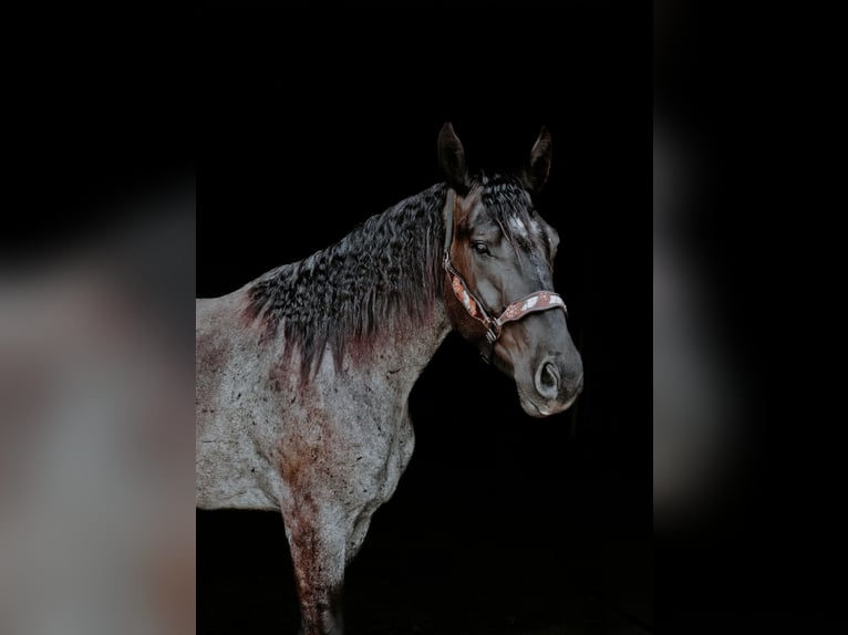Arbeitspferd Mix Wallach 3 Jahre Roan-Blue in Sheldon