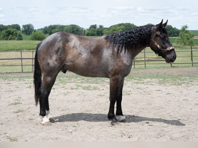 Arbeitspferd Mix Wallach 3 Jahre Roan-Blue in Sheldon