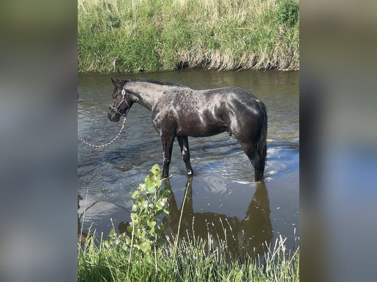 Arbeitspferd Mix Wallach 3 Jahre Roan-Blue in Sheldon