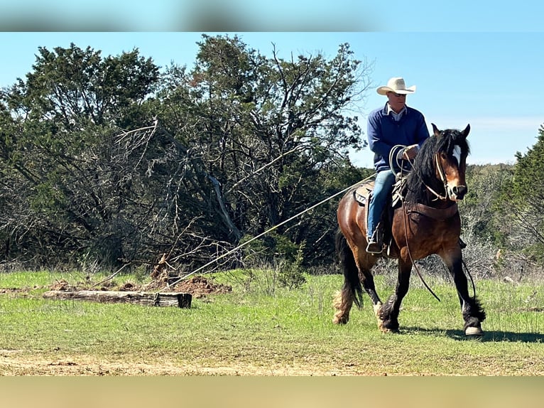 Arbeitspferd Wallach 3 Jahre Rotbrauner in Jacksboro TX