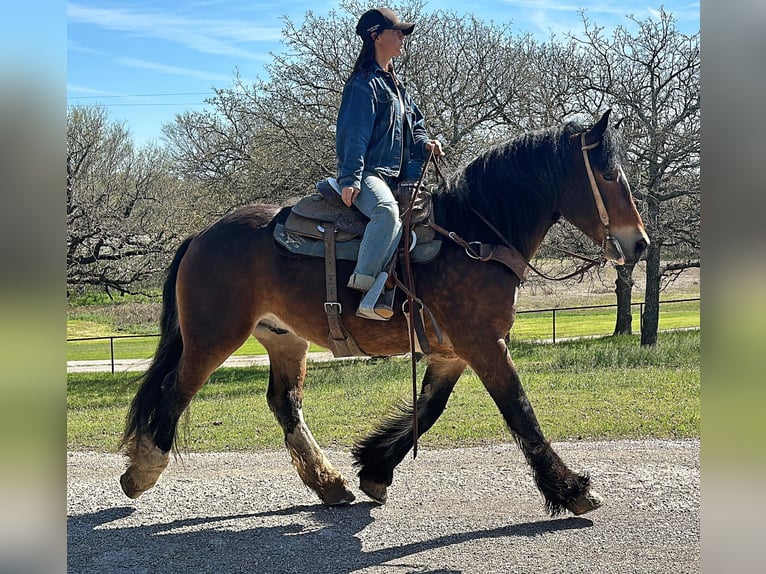 Arbeitspferd Wallach 3 Jahre Rotbrauner in Jacksboro TX