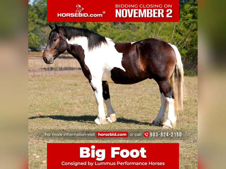 Arbeitspferd Mix Wallach 3 Jahre Schecke in Bloomburg