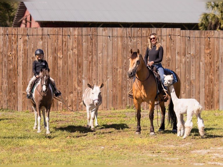Arbeitspferd Mix Wallach 4 Jahre 150 cm Buckskin in Ocala
