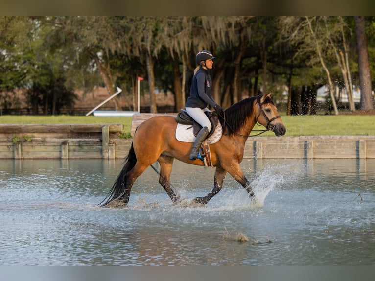 Arbeitspferd Mix Wallach 4 Jahre 150 cm Buckskin in Ocala