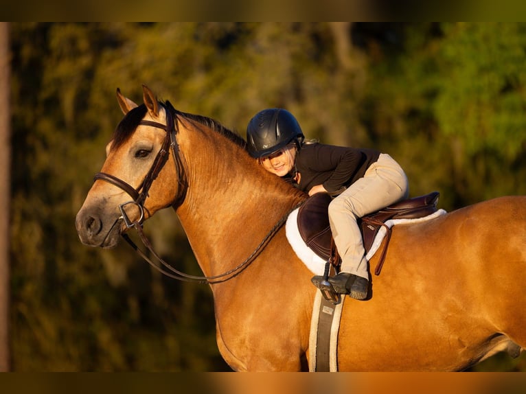 Arbeitspferd Mix Wallach 4 Jahre 150 cm Buckskin in Ocala