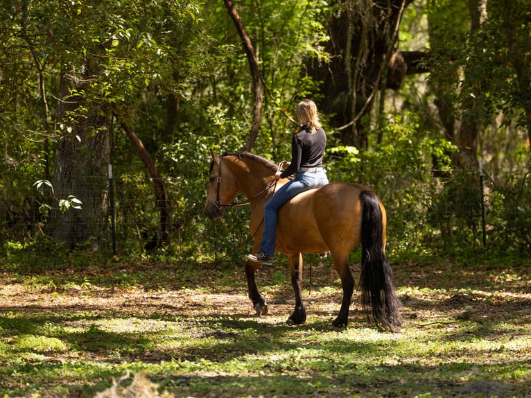 Arbeitspferd Mix Wallach 4 Jahre 150 cm Buckskin in Ocala