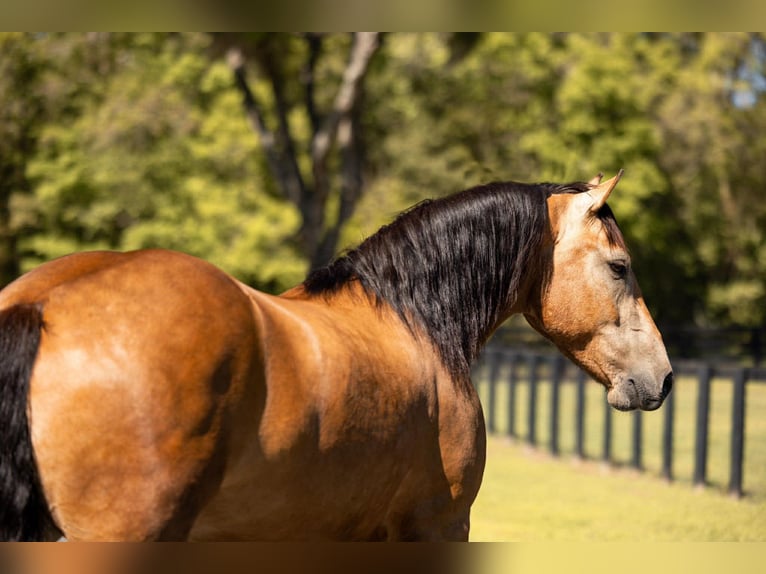 Arbeitspferd Mix Wallach 4 Jahre 150 cm Buckskin in Ocala