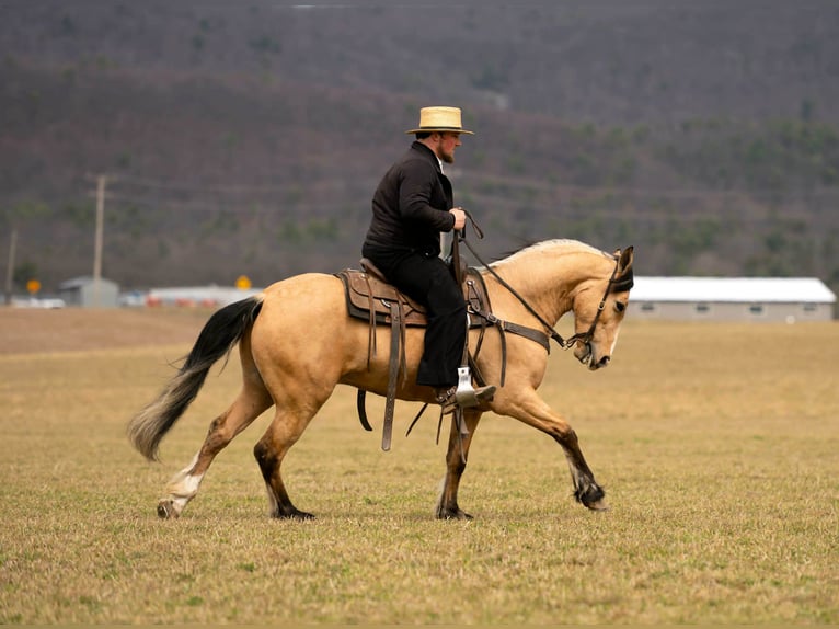 Arbeitspferd Mix Wallach 4 Jahre 150 cm Buckskin in Rebersburg