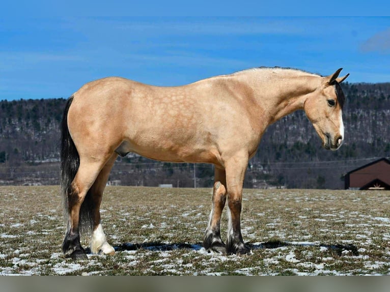 Arbeitspferd Mix Wallach 4 Jahre 150 cm Buckskin in Rebersburg