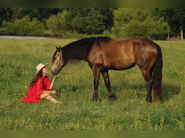 Arbeitspferd Mix Wallach 4 Jahre 152 cm Buckskin in Baxter Springs