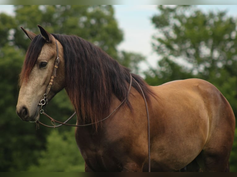 Arbeitspferd Mix Wallach 4 Jahre 152 cm Buckskin in Baxter Springs