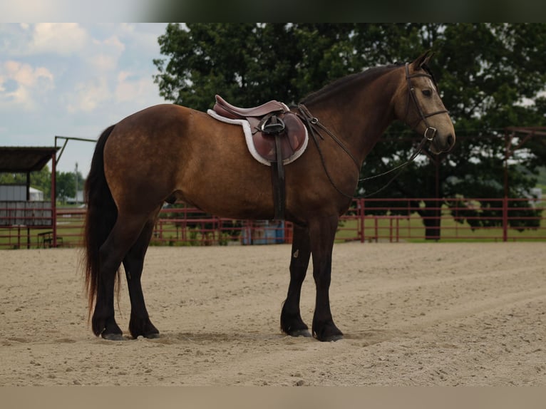 Arbeitspferd Mix Wallach 4 Jahre 152 cm Buckskin in Baxter Springs