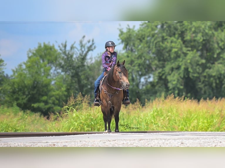 Arbeitspferd Mix Wallach 4 Jahre 152 cm Buckskin in Walker