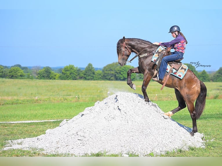 Arbeitspferd Mix Wallach 4 Jahre 152 cm Buckskin in Walker
