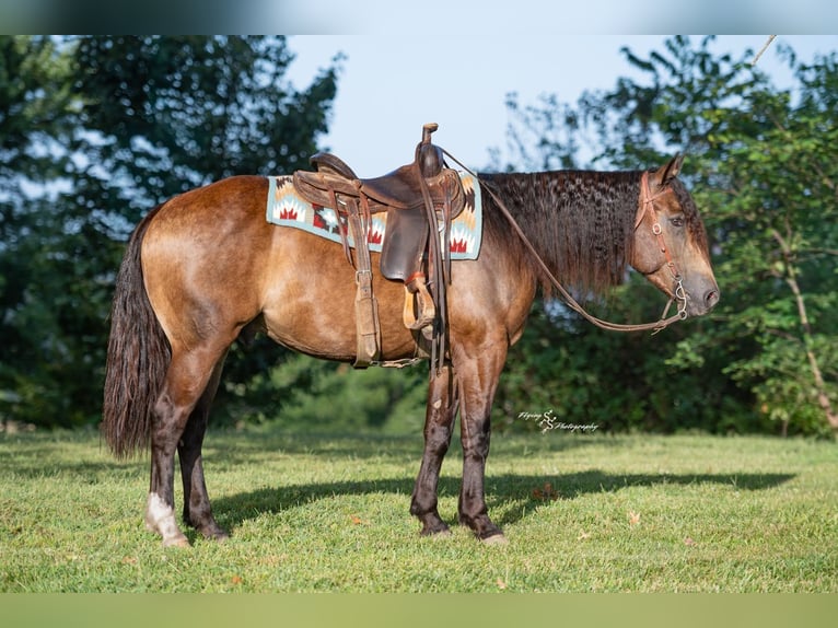 Arbeitspferd Mix Wallach 4 Jahre 152 cm Buckskin in Walker