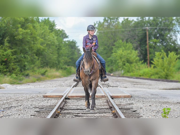 Arbeitspferd Mix Wallach 4 Jahre 152 cm Buckskin in Walker