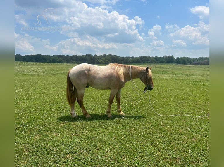 Arbeitspferd Wallach 4 Jahre 152 cm Roan-Red in Sebree, KY