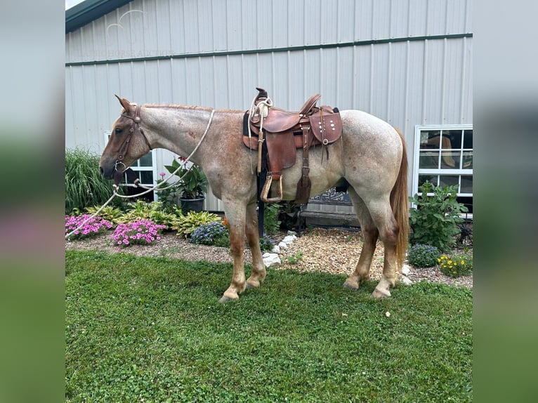 Arbeitspferd Wallach 4 Jahre 152 cm Roan-Red in Sebree, KY