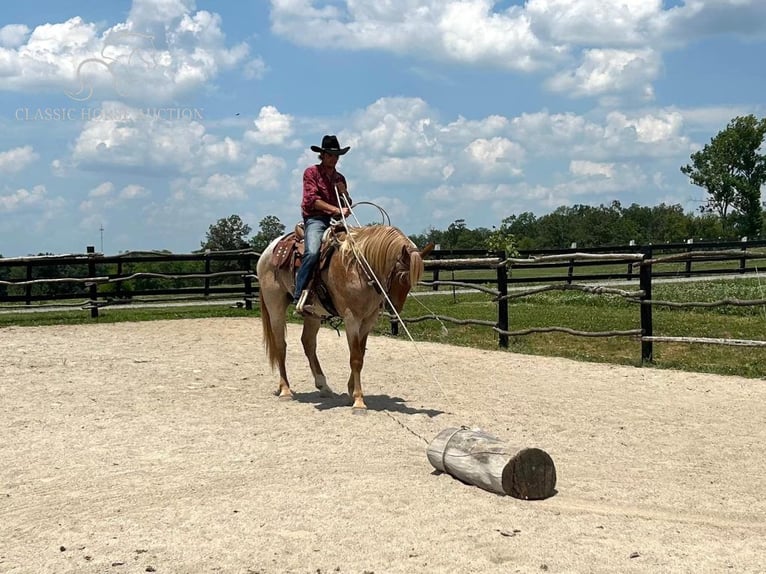 Arbeitspferd Wallach 4 Jahre 152 cm Roan-Red in Sebree, KY