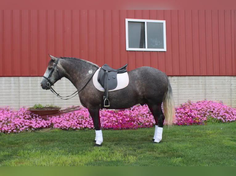 Arbeitspferd Mix Wallach 4 Jahre 152 cm Schimmel in Millersburg