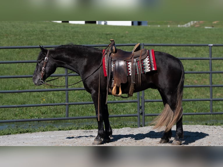 Arbeitspferd Mix Wallach 4 Jahre 152 cm Schimmel in Fredericksburg