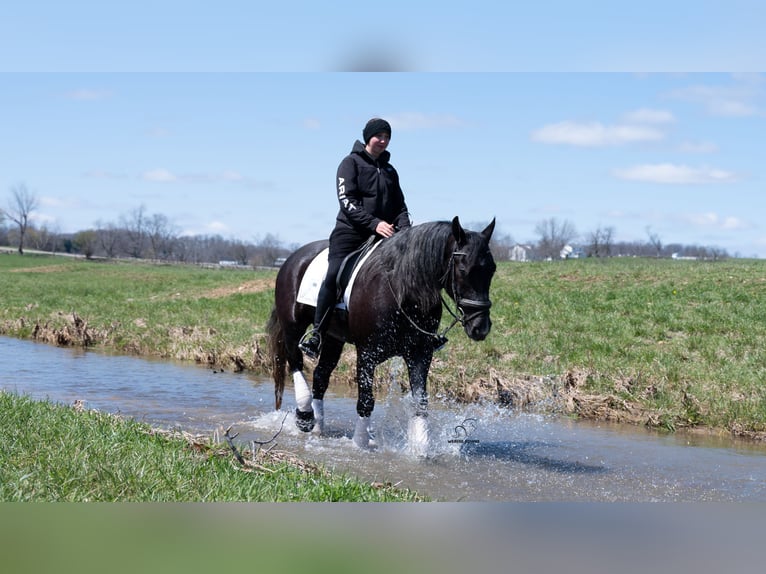 Arbeitspferd Mix Wallach 4 Jahre 152 cm Schimmel in Fredericksburg