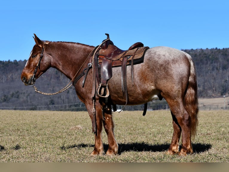 Arbeitspferd Mix Wallach 4 Jahre 155 cm Roan-Red in Rebersburg, PA