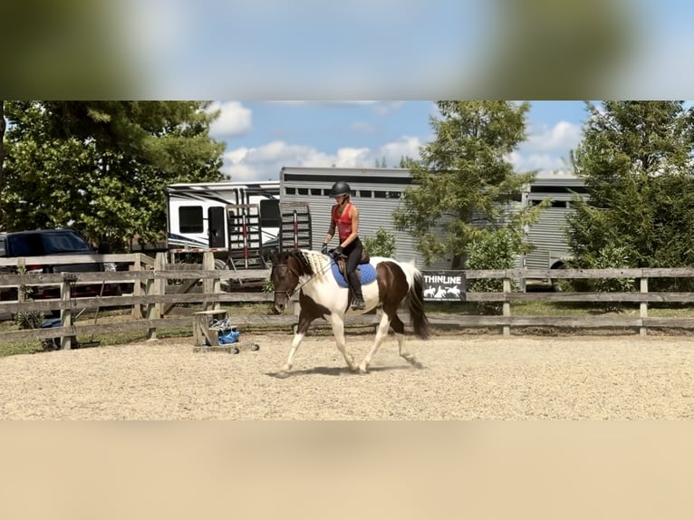 Arbeitspferd Mix Wallach 4 Jahre 155 cm Schecke in Gap