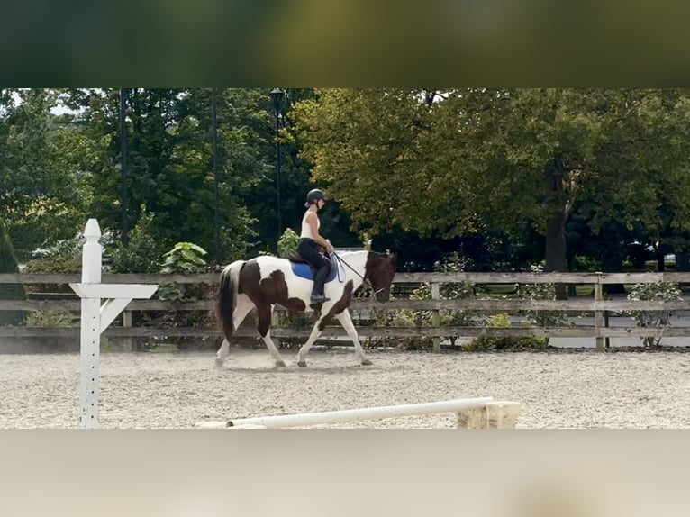 Arbeitspferd Wallach 4 Jahre 155 cm Schecke in Gap