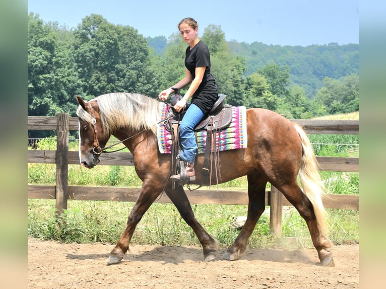 Arbeitspferd Mix Wallach 4 Jahre 155 cm in Strasburg, OH