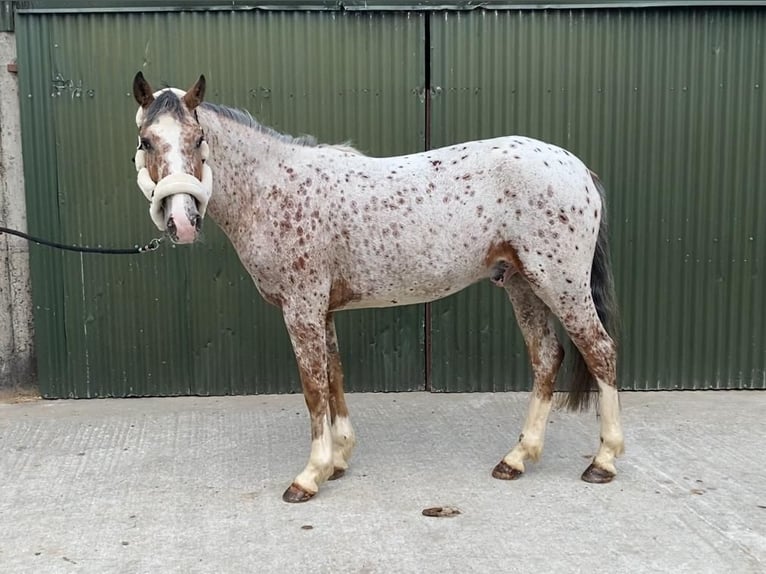 Arbeitspferd Wallach 4 Jahre 156 cm Tigerschecke in Sligo