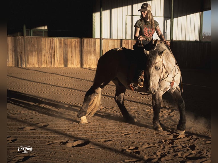 Arbeitspferd Wallach 4 Jahre 157 cm Buckskin in Jacksboro