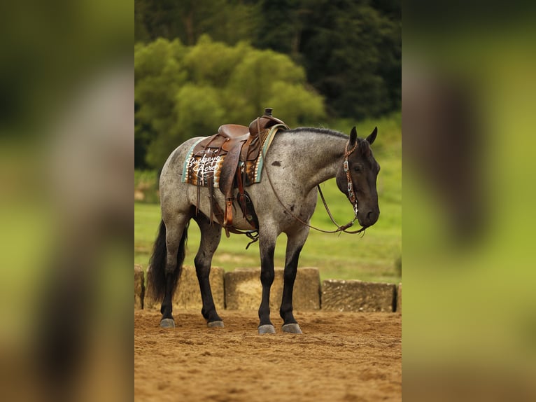 Arbeitspferd Mix Wallach 4 Jahre 157 cm Roan-Blue in Millersburg