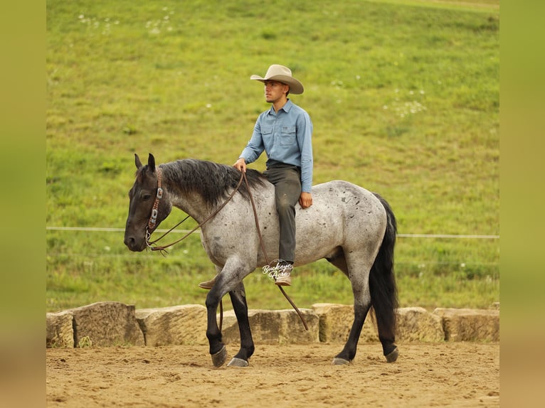 Arbeitspferd Mix Wallach 4 Jahre 157 cm Roan-Blue in Millersburg