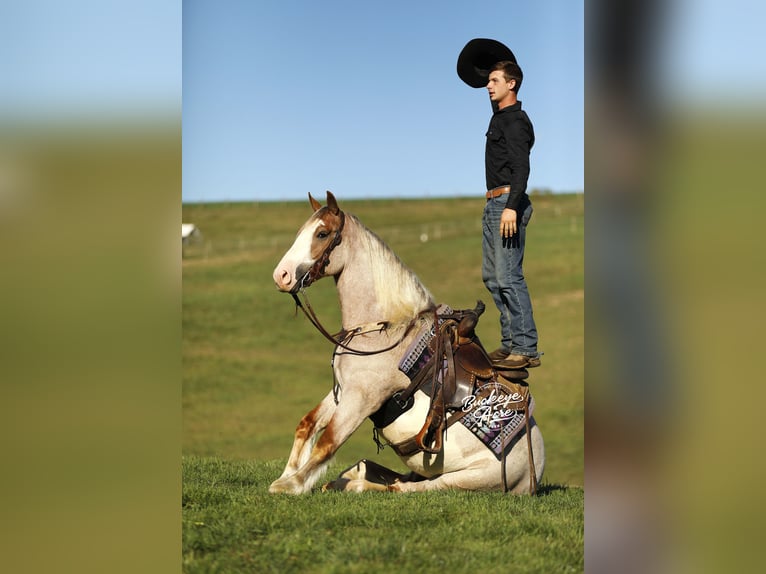 Arbeitspferd Mix Wallach 4 Jahre 157 cm Roan-Red in Millersburg