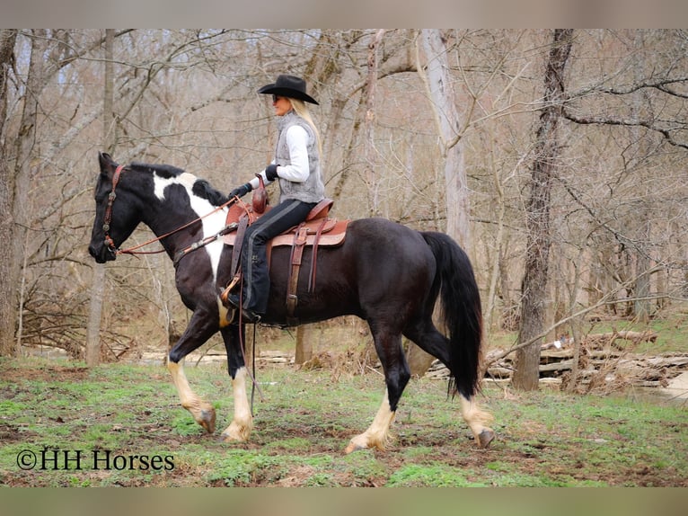 Arbeitspferd Wallach 4 Jahre 157 cm Tobiano-alle-Farben in Flemingsburg KY