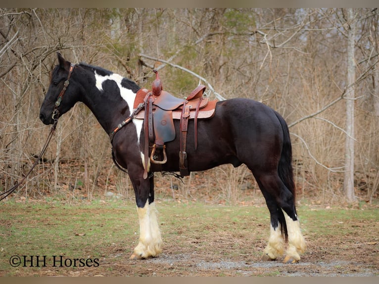 Arbeitspferd Wallach 4 Jahre 157 cm Tobiano-alle-Farben in Flemingsburg KY