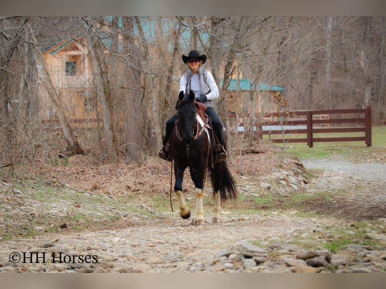 Arbeitspferd Wallach 4 Jahre 157 cm Tobiano-alle-Farben in Flemingsburg KY